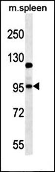 GRIA4 antibody