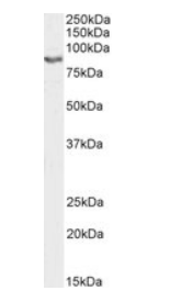 Goat anti-GRIA4, Biotinylated Antibody