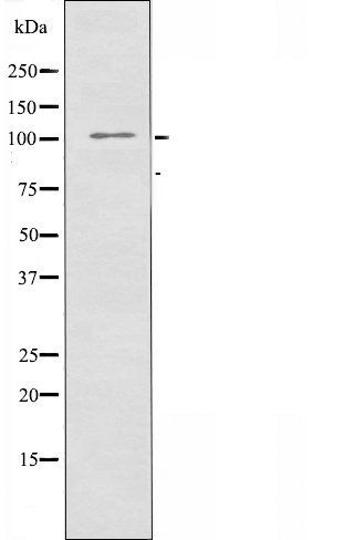 GRID2 antibody