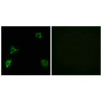 GRID2 Antibody