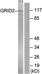 GRID2 antibody