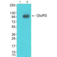 GRIK1 antibody