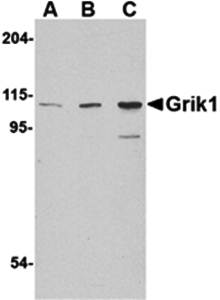 Grik1 Antibody