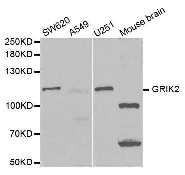 GRIK2 antibody