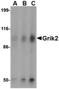 Grik2 Antibody