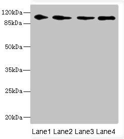 GRIK3 antibody