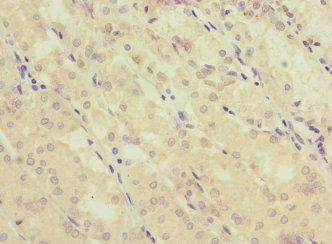 GRIK3 Antibody