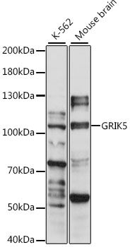 GRIK5 antibody
