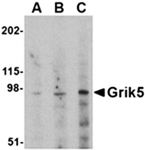Grik5 Antibody
