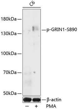 GRIN1 (Phospho-S890) antibody
