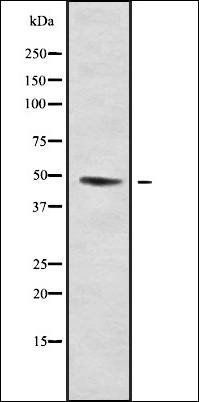 GRIN2 antibody