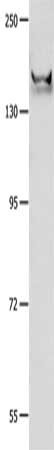 GRIN2B Antibody