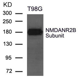 GRIN2B antibody