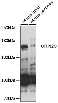 GRIN2C antibody