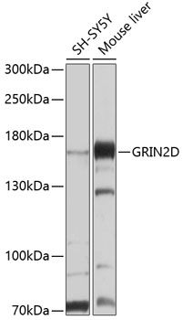 GRIN2D antibody