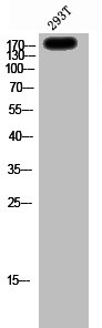 GRIN2D antibody