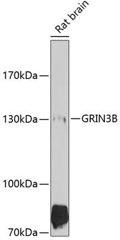 GRIN3B antibody