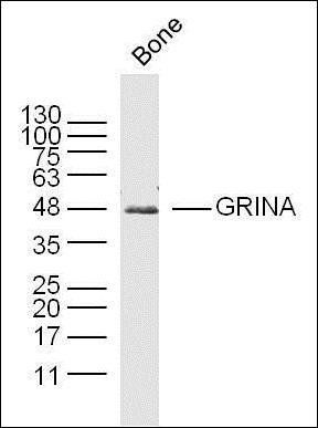 GRINA antibody
