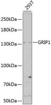 GRIP1 antibody
