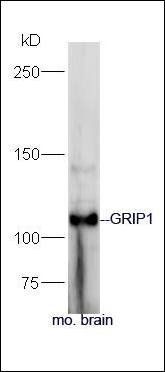 GRIP1 antibody
