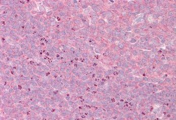 Goat anti-GRASP1 / GRIPAP1 Antibody