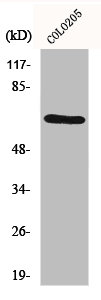 GRK1 Antibody