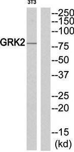 GRK2 antibody