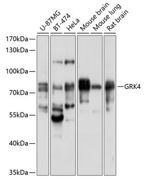 GRK4 antibody