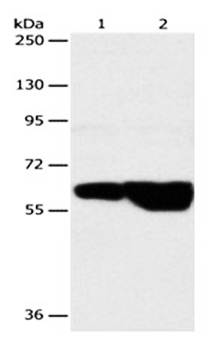 GRK4 Antibody