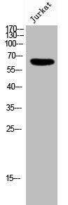 GRK6 Antibody