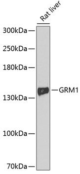 GRM1 antibody