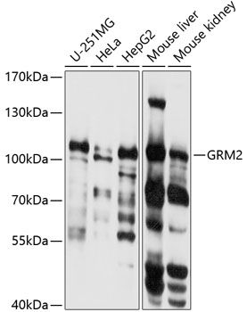 GRM2 antibody