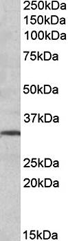 Goat anti-GRM2 Antibody