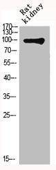 GRM4 antibody