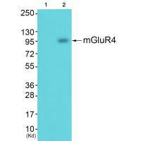 GRM4 Antibody