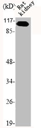 GRM7 antibody