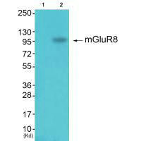 GRM8 antibody