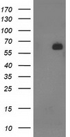Growth Arrest Specific Protein 7 (GAS7) antibody