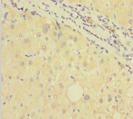 GDF9 Antibody