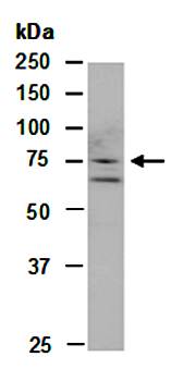 GRP78 antibody