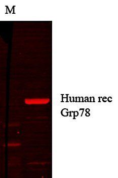 GRP78 Antibody
