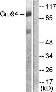 GRP94 antibody