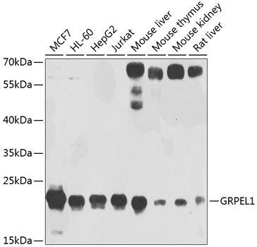 GRPEL1 antibody