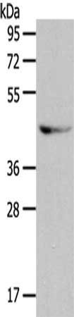 GRPR antibody