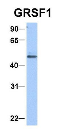 GRSF1 antibody