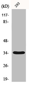 GRTP1 antibody