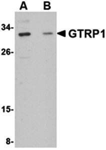 GRTP1 Antibody