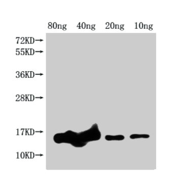 grxD Antibody