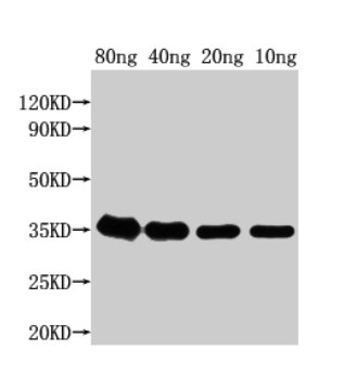 grxD Antibody