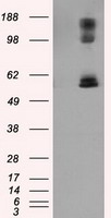 GSC Antibody